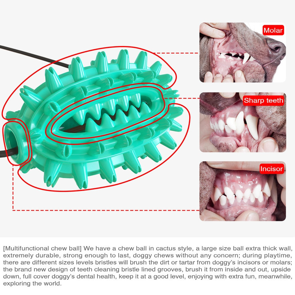 Premium Molar Bite Toy