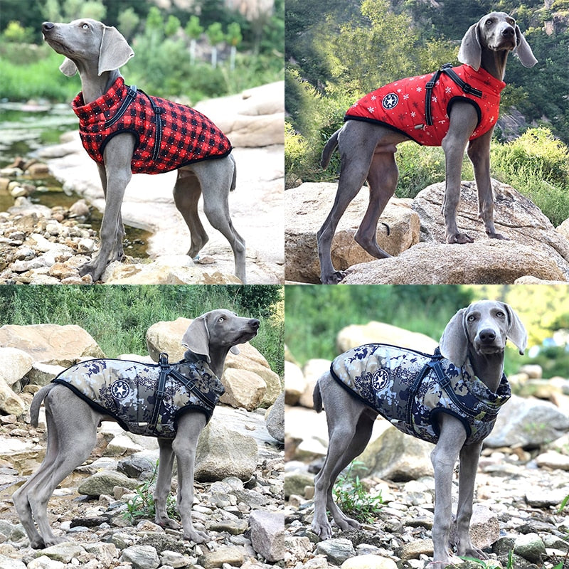 Premium Dog Jacket With Harness